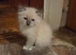 Mittens - Ragdoll Kitten For Sale - Bigmount&comma; PA&comma; US
