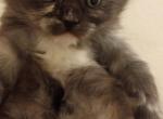 Neffaterri and Bagheera's litter - Maine Coon Kitten For Sale - 