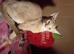 Tickle Me Fawn - Abyssinian Kitten For Sale - Plymouth&comma; WI&comma; US