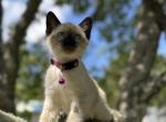 Rose - Siamese Kitten For Sale - Houston&comma; TX&comma; US