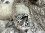 Lynx Point Male Siamese Kitten - Siamese Kitten For Sale - Oregon City&comma; OR&comma; US