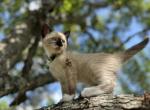 Lime - Snowshoe Kitten For Sale - Houston&comma; TX&comma; US