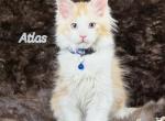 Atlas - Maine Coon Kitten For Sale - 