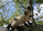 Pink - Siamese Kitten For Sale - 