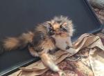 Minie - Persian Kitten For Sale - Sumner&comma; WA&comma; US