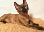 Skye - Bengal Kitten For Sale - NY&comma; US