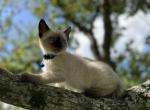Blue - Siamese Kitten For Sale - Houston&comma; TX&comma; US