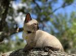 Belle - Siamese Kitten For Sale - Houston&comma; TX&comma; US