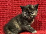 Emmy - Exotic Kitten For Sale - Poplarville&comma; MS&comma; US