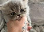 Mushu babies - Persian Kitten For Sale - Golden Hills&comma; CA&comma; US
