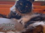 Bentley - Maine Coon Cat For Sale/Retired Breeding - Spearfish&comma; SD&comma; US
