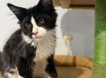 Skunk - Maine Coon Kitten For Sale - Brighton&comma; CO&comma; US