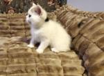 Sephora - Scottish Straight Kitten For Sale - IL&comma; US