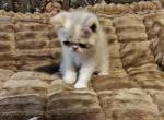 Victoria - Exotic Kitten For Sale - PA&comma; US