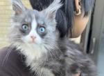 Blue eyed silver tabby Maine Coon Boy - Maine Coon Kitten For Sale - Chicago&comma; IL&comma; US