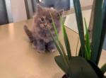 Luna - Persian Kitten For Sale - Cleveland&comma; OH&comma; US