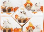 Hondo CFA Health Tested - Exotic Kitten For Sale - FL&comma; US