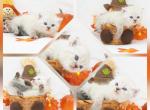 Dodger CFA Health Tested - Exotic Kitten For Sale - FL&comma; US