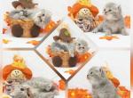 Bliss CFA Health Tested - Exotic Kitten For Sale - FL&comma; US