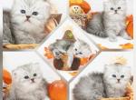 Ember CFA Health Tested - Persian Kitten For Sale - FL&comma; US