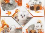 Asher CFA Health Tested - Persian Kitten For Sale - FL&comma; US