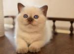 Statham - British Shorthair Kitten For Sale - Brooklyn&comma; NY&comma; US