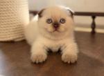 Tutsi - Scottish Fold Kitten For Sale - Brooklyn&comma; NY&comma; US