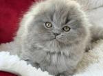 Wally - Scottish Fold Kitten For Sale - Brooklyn&comma; NY&comma; US