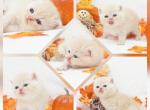 CFA Short Hair Health Tested - Persian Kitten For Sale - FL&comma; US