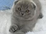 Watson - Scottish Fold Kitten For Sale - Brooklyn&comma; NY&comma; US