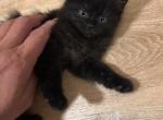 Toffee - Domestic Kitten For Sale - Philadelphia&comma; PA&comma; US