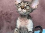 Xenon - Devon Rex Kitten For Sale - Brooklyn&comma; NY&comma; US