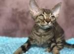 Xiaomi - Devon Rex Kitten For Sale - Brooklyn&comma; NY&comma; US