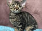 Xanti - Devon Rex Kitten For Sale - Brooklyn&comma; NY&comma; US