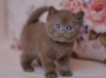 Joker - British Shorthair Kitten For Sale - Brooklyn&comma; NY&comma; US