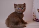 Jasper - British Shorthair Kitten For Sale - Brooklyn&comma; NY&comma; US