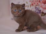 Juno - British Shorthair Kitten For Sale - Brooklyn&comma; NY&comma; US