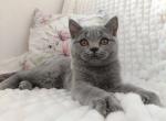 Wendy - British Shorthair Kitten For Sale - Brooklyn&comma; NY&comma; US