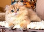 Meteo - British Shorthair Kitten For Sale - Brooklyn&comma; NY&comma; US