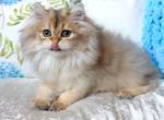 Cliff - British Shorthair Kitten For Sale - Brooklyn&comma; NY&comma; US