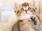 Emir - British Shorthair Kitten For Sale - Brooklyn&comma; NY&comma; US