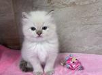 Bella - Ragdoll Kitten For Sale - Freeburg&comma; PA&comma; US