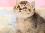 Edmond - British Shorthair Kitten For Sale - Brooklyn&comma; NY&comma; US