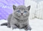 Liza - British Shorthair Kitten For Sale - Chicago&comma; IL&comma; US