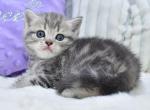Laki - British Shorthair Kitten For Sale - Chicago&comma; IL&comma; US