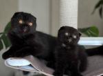Nelson1 - Scottish Fold Cat For Sale - Chicago&comma; IL&comma; US