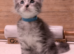 THE CR&Egrave;ME DE LA CR&Egrave;ME LITTER - Maine Coon Kitten For Sale - Wilton&comma; CA&comma; US