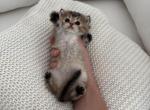 Rosie - British Shorthair Kitten For Sale - Winder&comma; GA&comma; US
