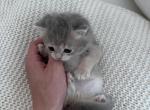 Daisy - British Shorthair Kitten For Sale - 