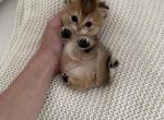 Winston - British Shorthair Kitten For Sale - 